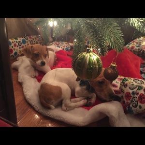 Meet your Posher, Sandy